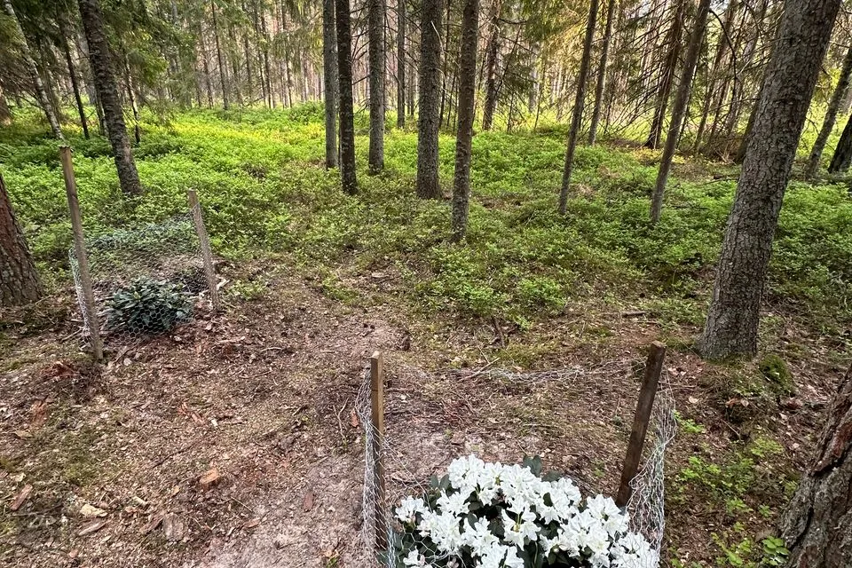 Elamumaa, 8679 m² Maa - Hiiumaa vald, Kodeste küla - foto 5