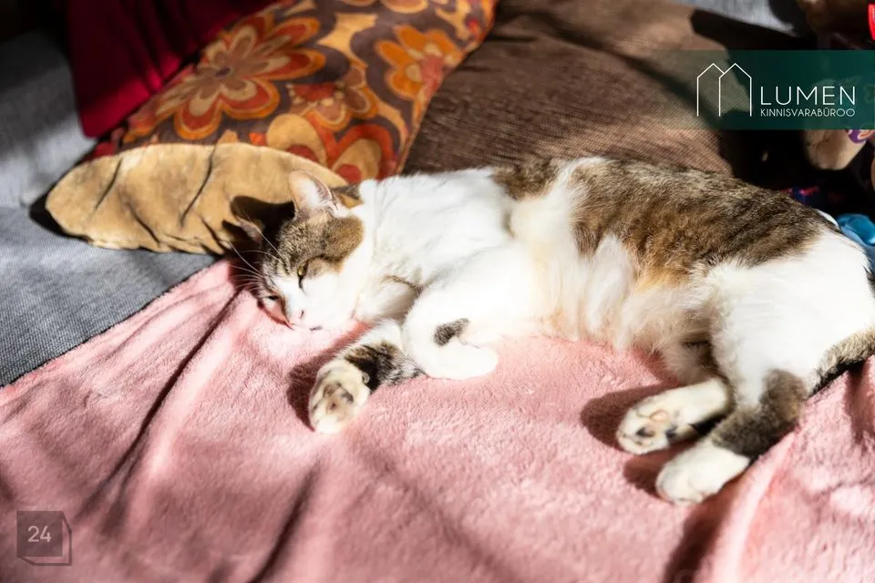 3-toaline Maja - Põltsamaa vald, Vitsjärve küla - foto 5