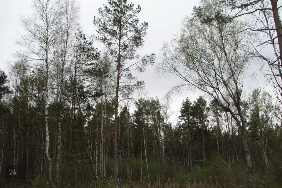 Maatulundusmaa, 29374 m² Maa - Lääne-Nigula vald, Telise küla / Tällnäs - foto 4