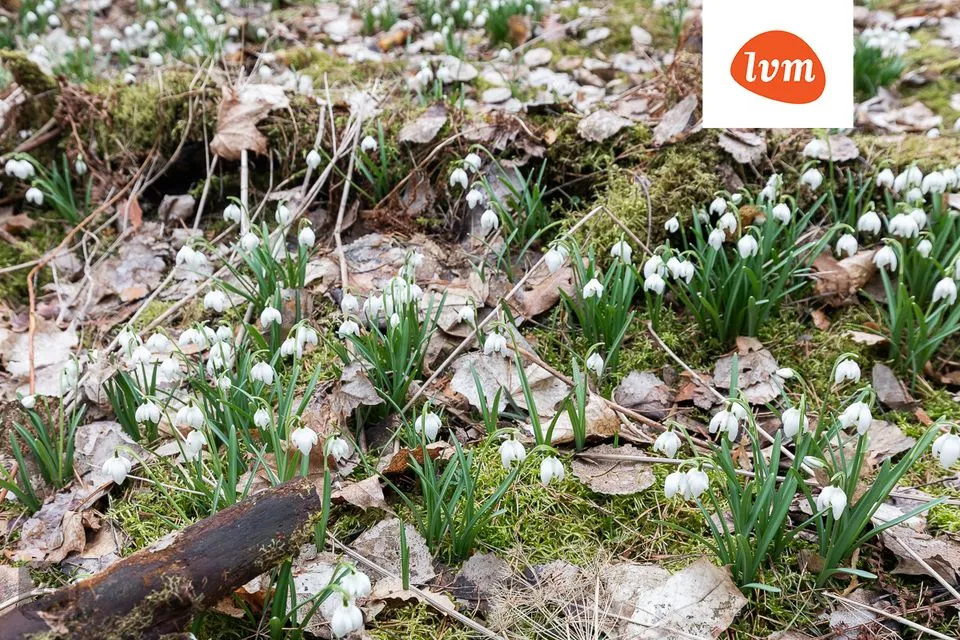 Elamumaa, 24057 m² Maa  -  Saarde vald, Kilingi-Nõmme linn - foto 2