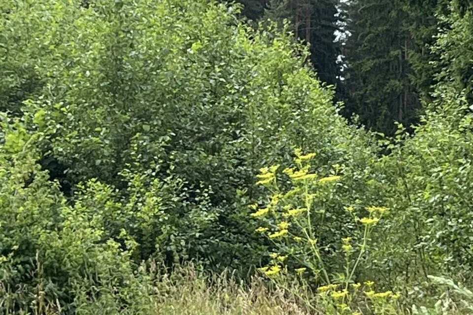 Maatulundusmaa, 54042 m² Maa - Saku vald, Tänassilma küla - foto 3