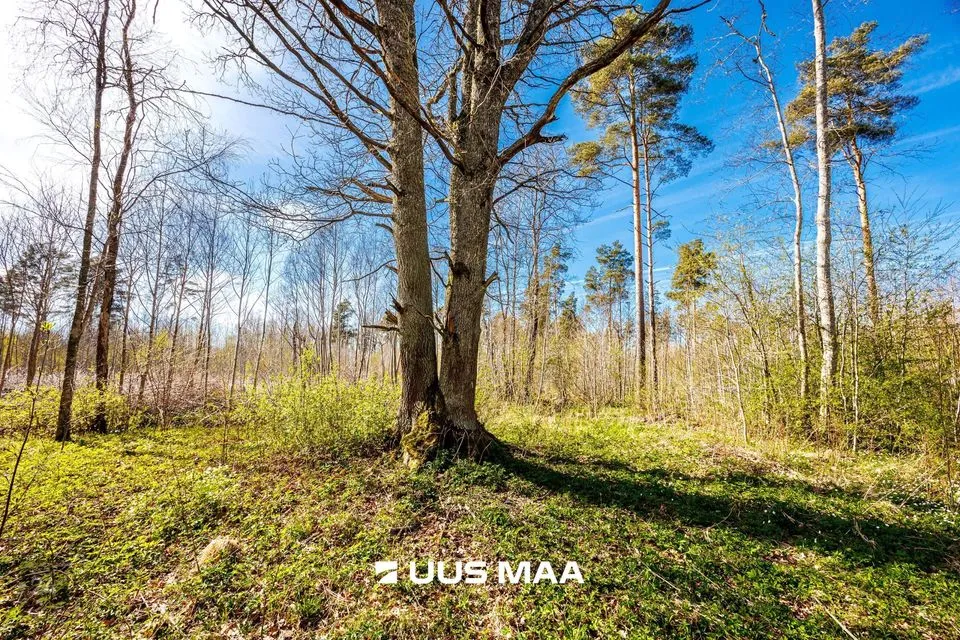 Residential land, 9865 m² land in Raasiku vald, Kulli küla - photo 3
