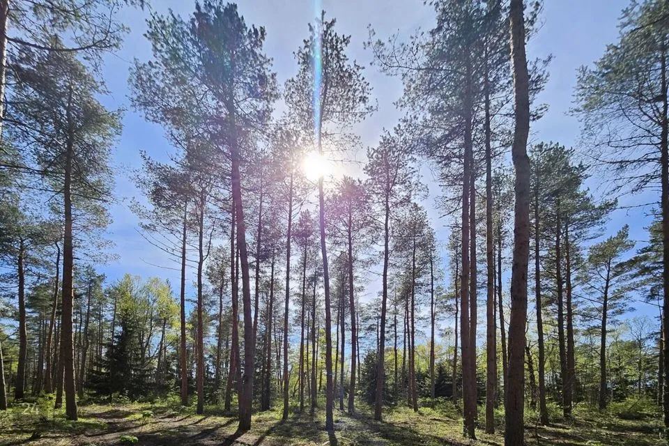 Maatulundusmaa, 64263 m² участок в Lääne-Nigula vald, Rooslepa küla / Roslep - фото 2