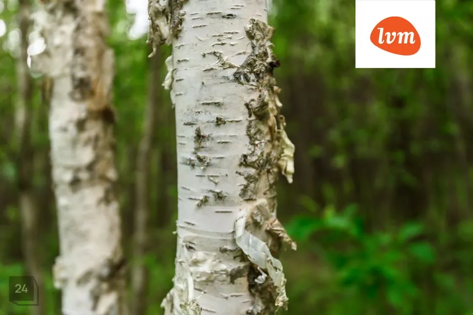 Elamumaa, 4991 m² Maa - Saaremaa vald, Mändjala - foto 5