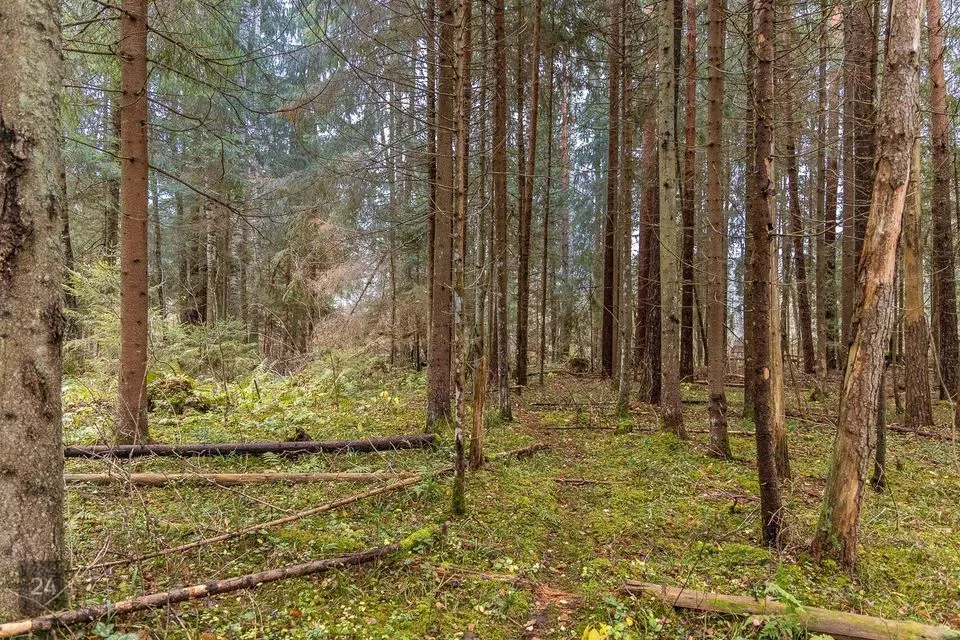 Elamumaa, 20241 m² Maa  -  Kanepi vald, Jõgehara küla - foto 4