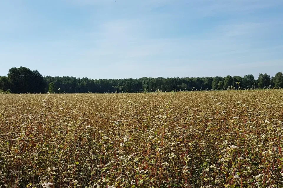Maatulundusmaa, 109700 m² Maa  -  Saaremaa vald, Saikla küla
