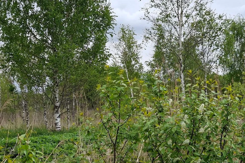 Maatulundusmaa, 5007 m² Maa  -  Lääne-Nigula vald, Linnamäe küla - foto 2