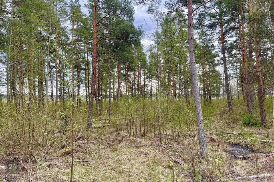 Maatulundusmaa, 29000 m² участок в Saaremaa vald, Parila küla - фото 4