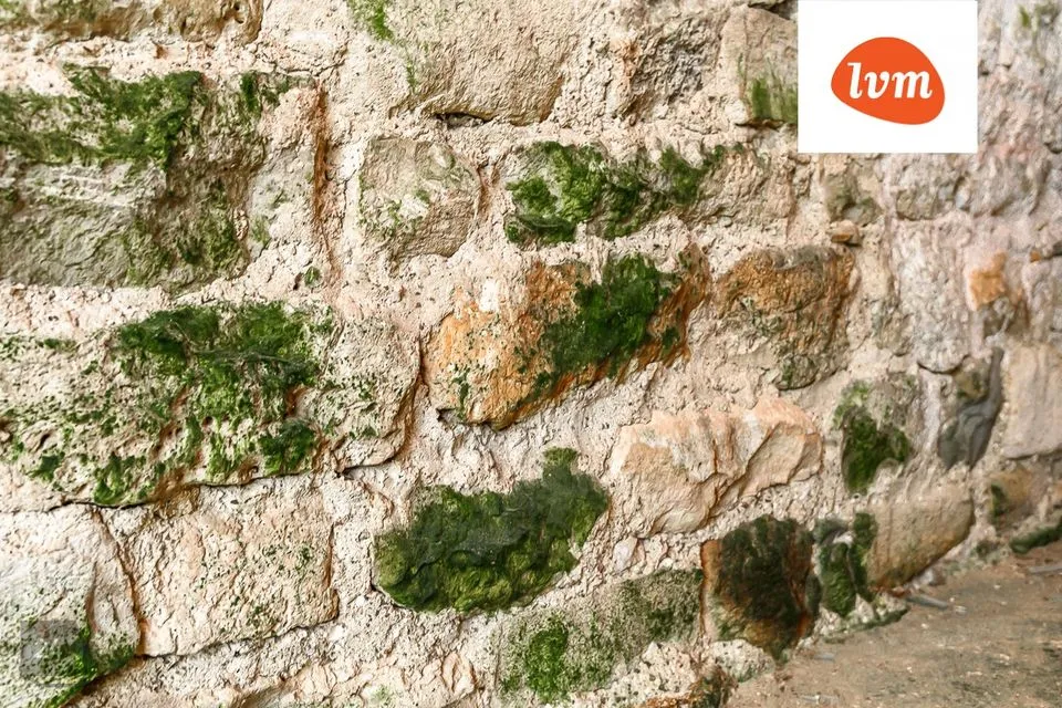 250 m² Maja  -  Saaremaa vald, Nõmjala - foto 4