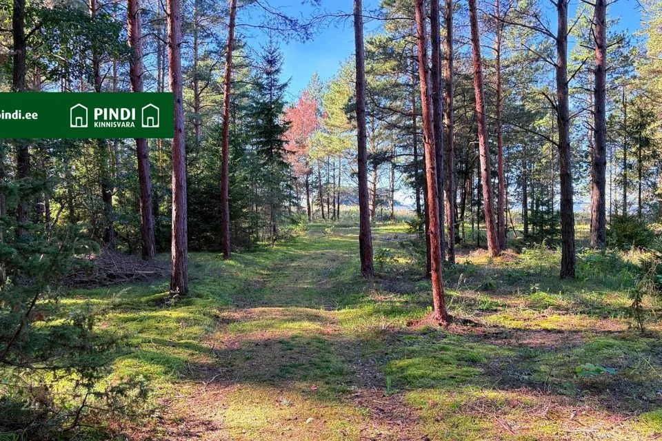 Maatulundusmaa, 9613 m² Maa  -  Viru-Nigula vald, Letipea küla - foto 2