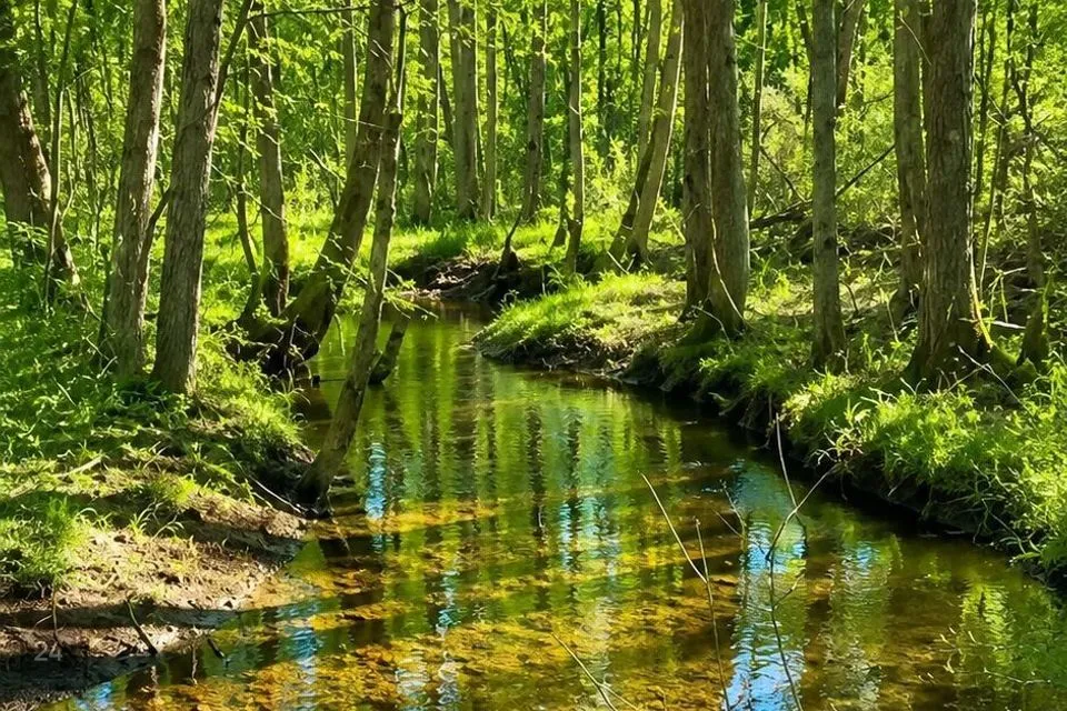 Elamumaa, 16750 m² Maa  -  Kuusalu vald, Kaberla küla - foto 4
