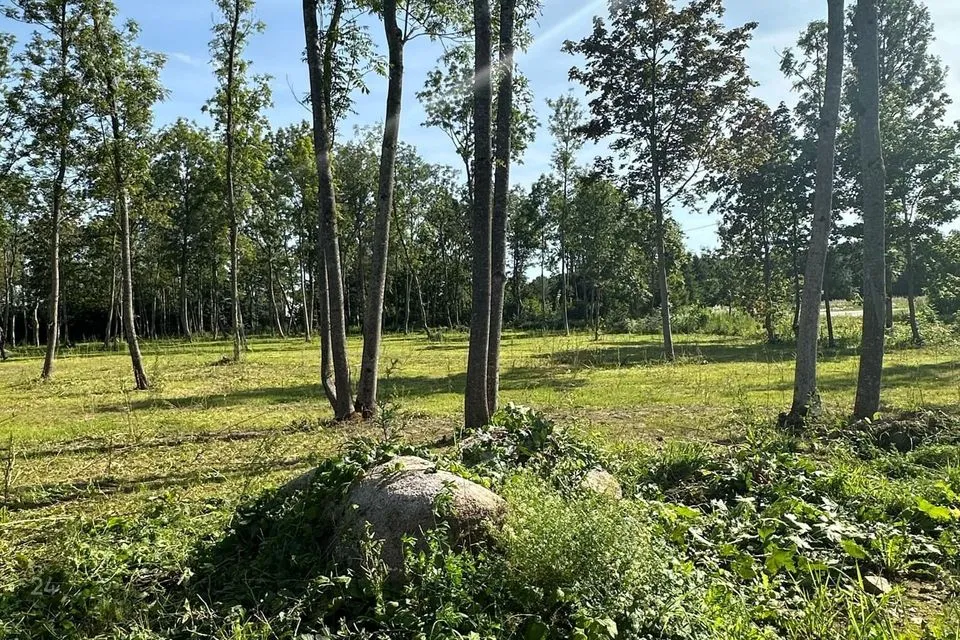 Maatulundusmaa, 14761 m² Maa  -  Saue vald, Püha küla - foto 3