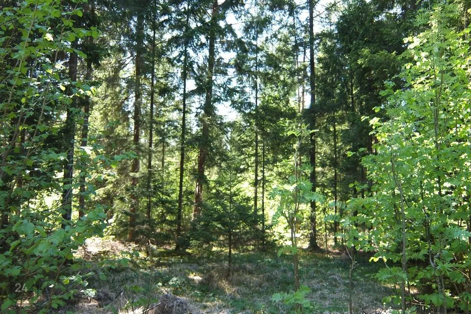 Maatulundusmaa, 6769 m² Maa  -  Anija vald, Lükati küla - foto 5