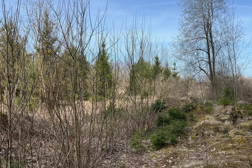 Maatulundusmaa, 31700 m² Maa  -  Lääne-Harju vald, Valkse küla - foto 5