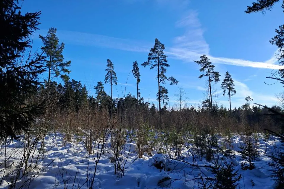 Maatulundusmaa, 16829 m² участок в Saaremaa vald, Soela küla - фото 4