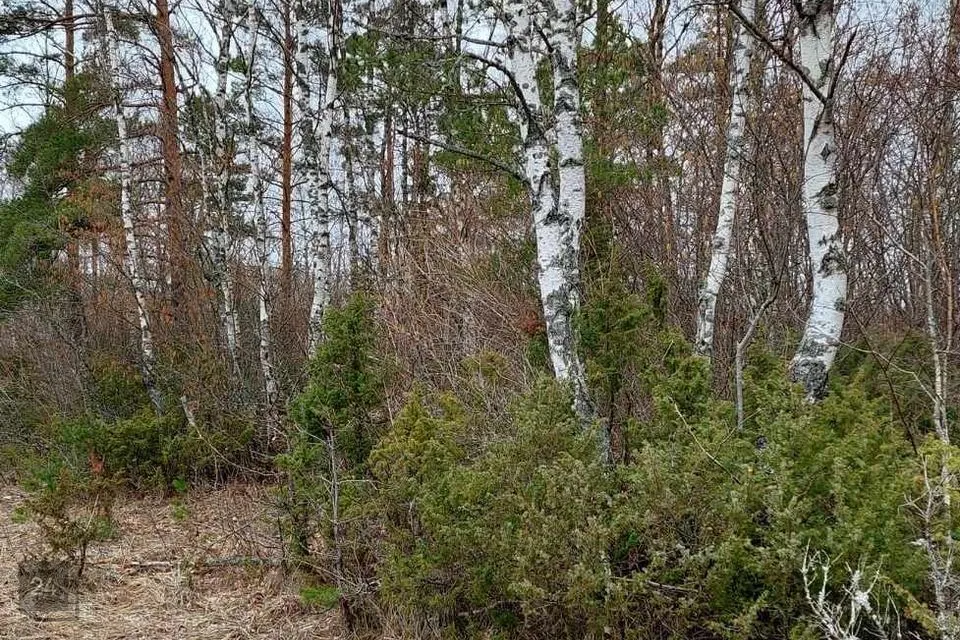 Elamumaa, 16636 m² Maa  -  Haapsalu linn, Pusku küla