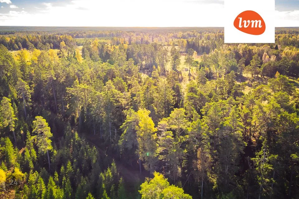 Maatulundusmaa, 90310 m² Maa  -  Saaremaa vald, Tagamõisa küla - foto 5