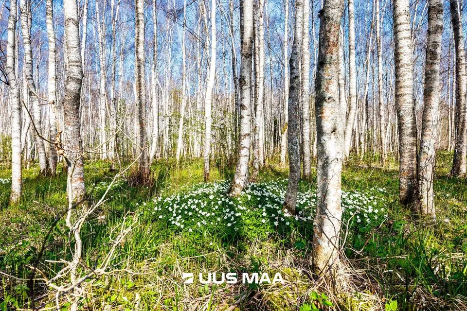 Elamumaa, 9865 m² Maa - Raasiku vald, Kulli küla - foto 3