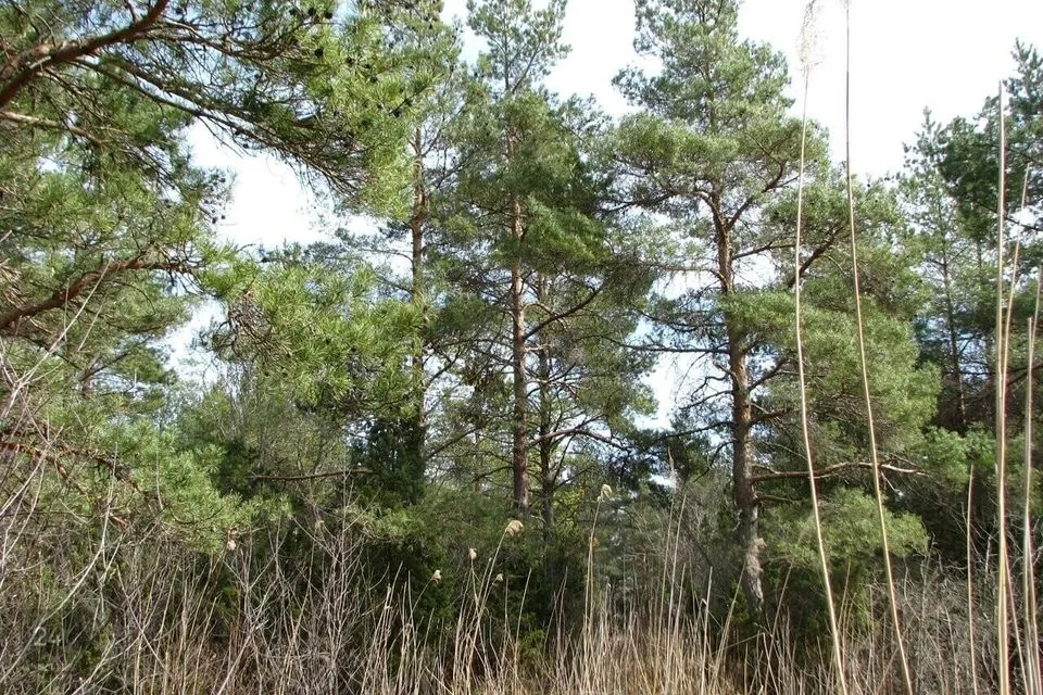 10258 m² Maa  -  Lääneranna vald, Virtsu alevik - foto 2