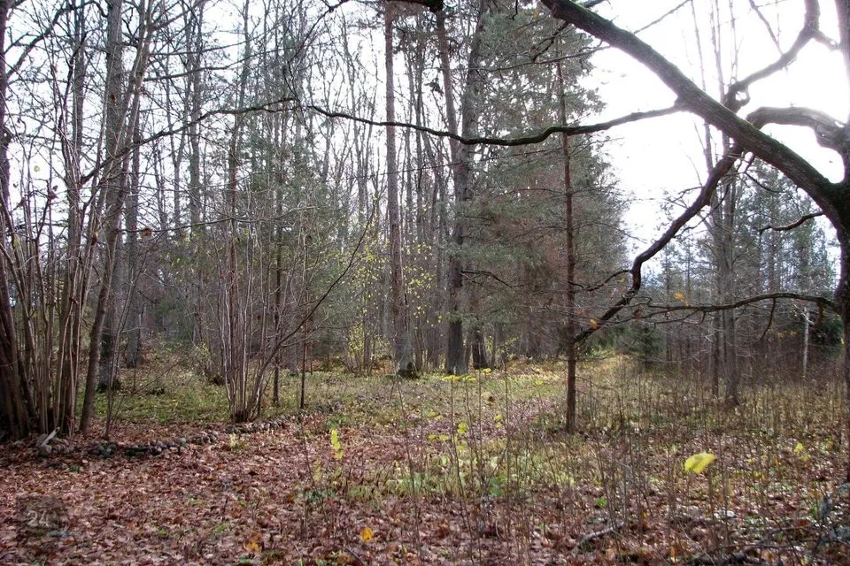 Elamumaa, 3298 m² Maa  -  Peipsiääre vald, Alatskivi alevik - foto 5