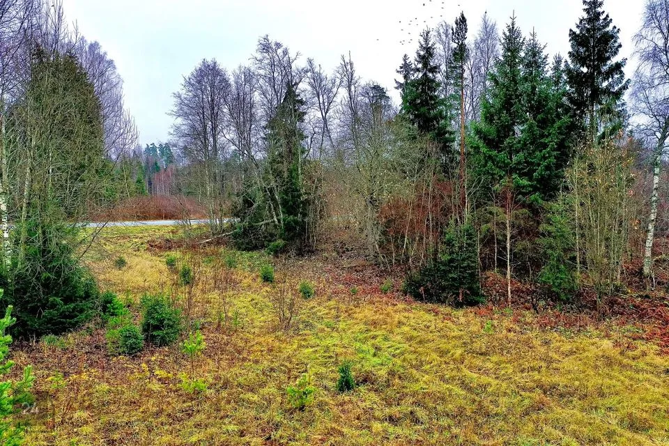 Maatulundusmaa, 21511 m² Maa - Anija vald, Voose küla - foto 5