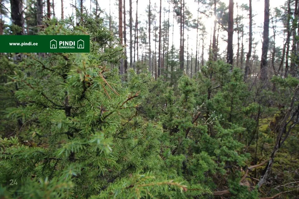 Maatulundusmaa, 12645 m² участок в Hiiumaa vald, Vahtrepa küla - фото 5