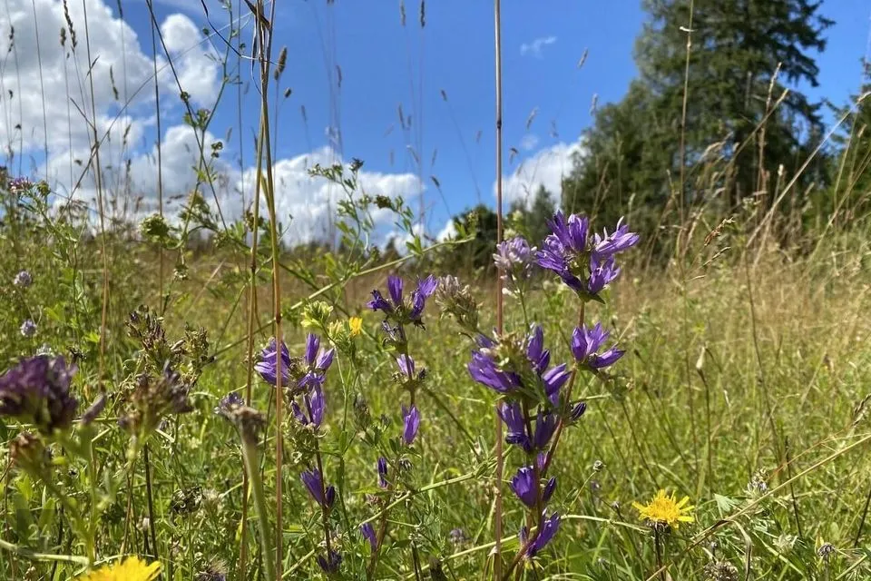 Maatulundusmaa, 143500 m² Maa  -  Kehtna vald, Pae küla - foto 5