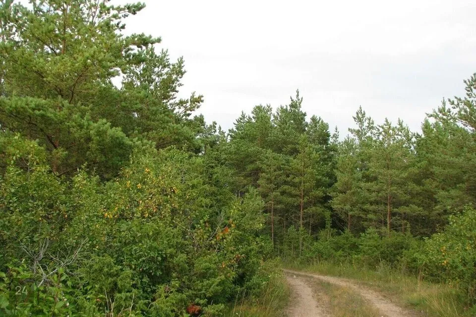 Maatulundusmaa, 290800 m² Maa - Muhu vald, Rässa küla - foto 5