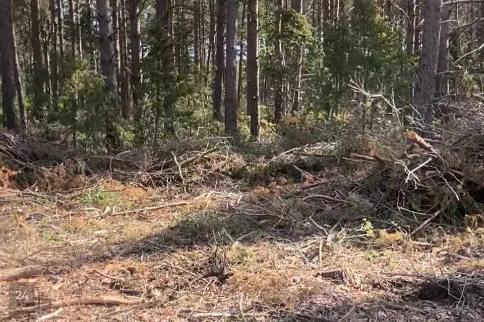 Maatulundusmaa, 9897 m² Maa - Saaremaa vald, Austla küla - foto 3