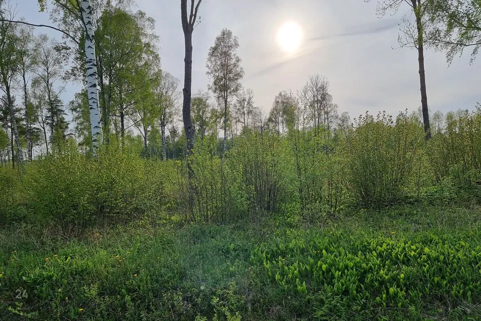 Elamumaa, 9641 m² Maa  -  Lääne-Nigula vald, Österby küla - foto 4