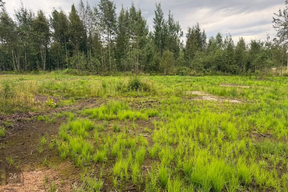 Elamumaa, 2025 m² Maa  -  Alutaguse vald, Kuru küla - foto 2