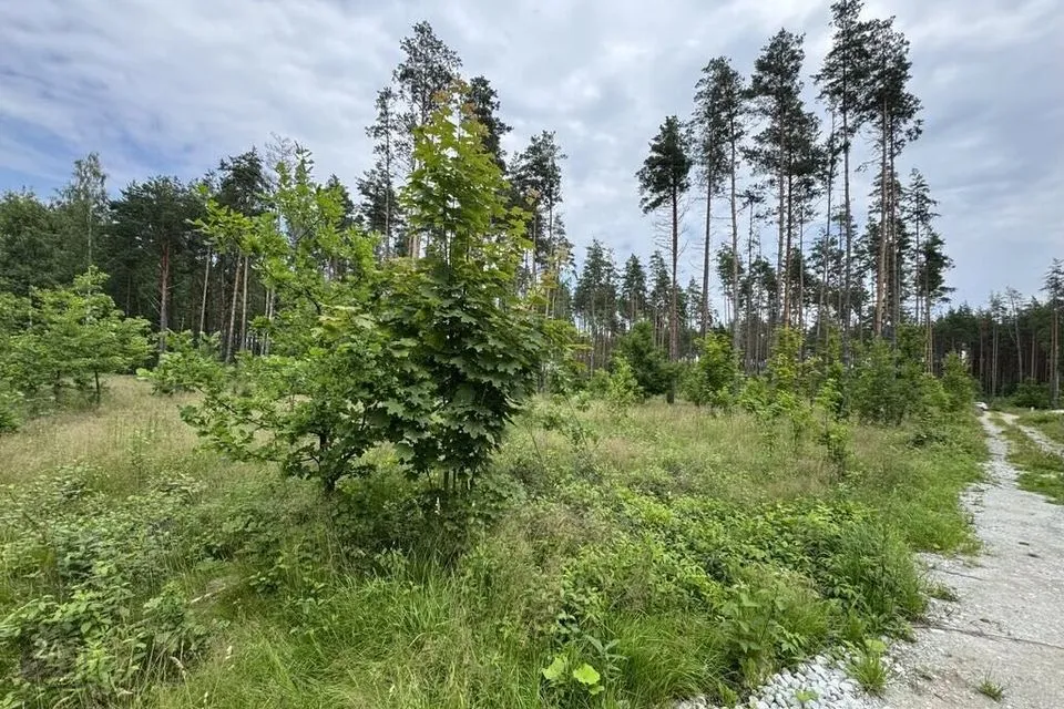 Elamumaa, 3544 m² Maa - Alutaguse vald, Katase küla - foto 4