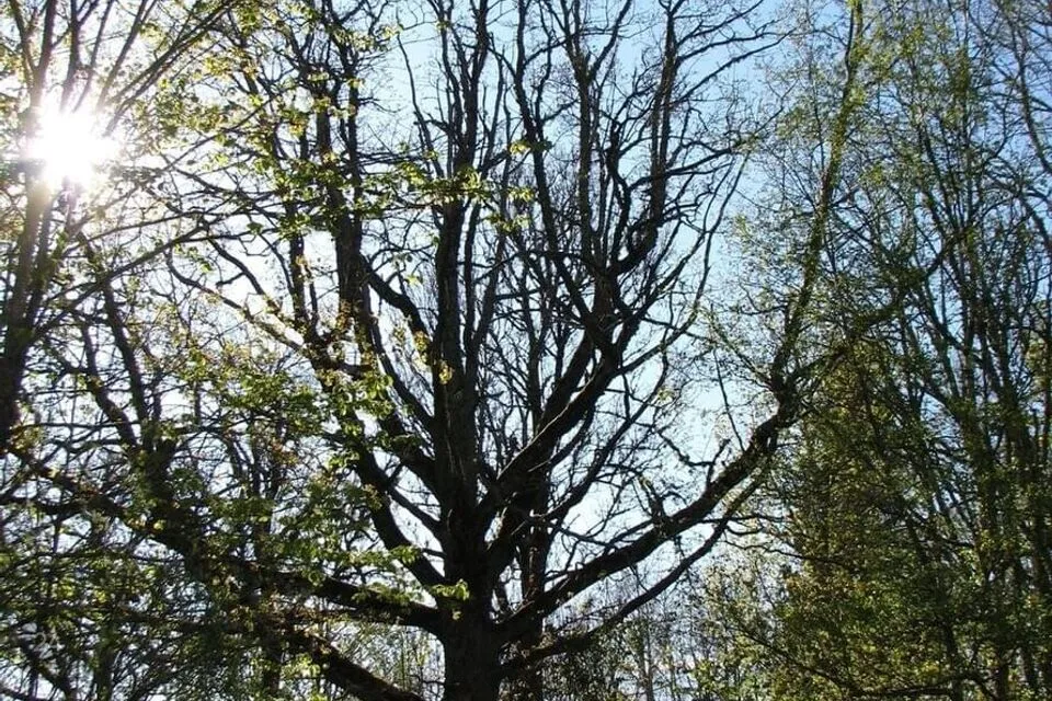 Maatulundusmaa, 3752 m² Maa  -  Märjamaa vald, Vängla küla - foto 4