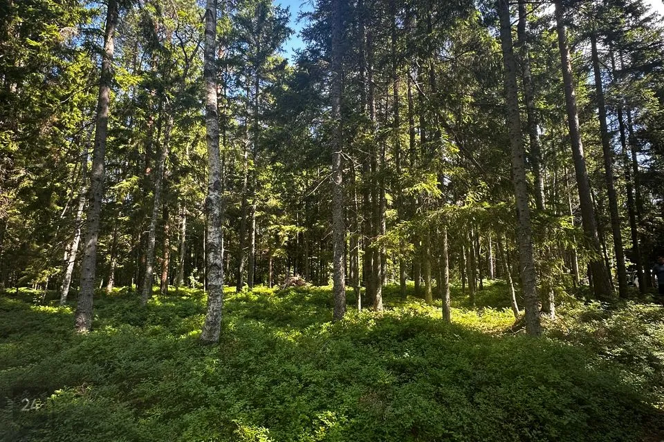Elamumaa, 8679 m² Maa - Hiiumaa vald, Kodeste küla - foto 5