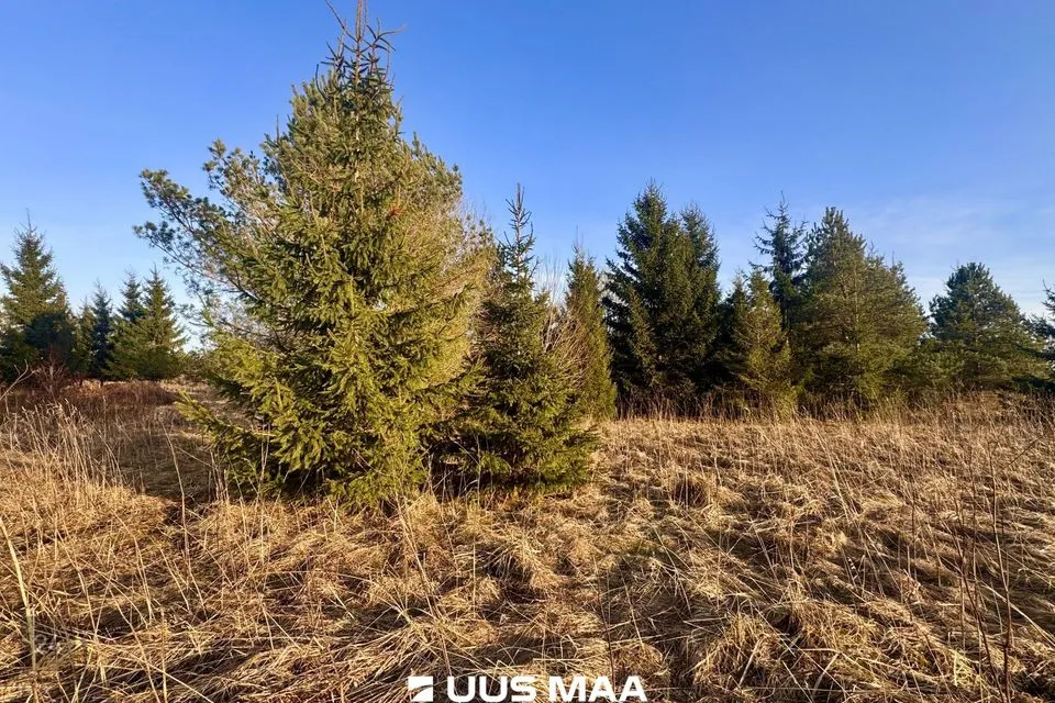 Maatulundusmaa, 12611 m² Maa  -  Kohila vald, Mälivere küla - foto 2