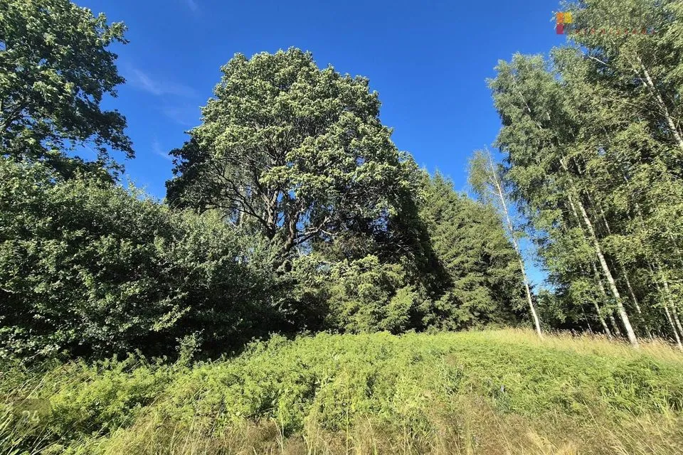 Земля жилой застройки, 15386 m² участок в Põhja-Sakala vald, Lahmuse küla - фото 5