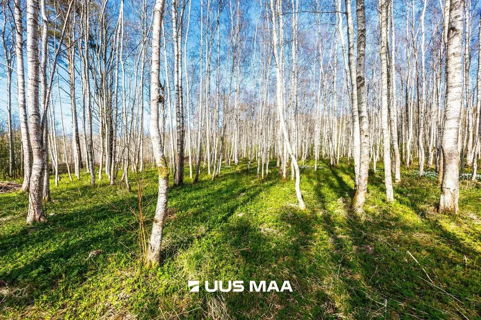 Residential land, 9865 m² land in Raasiku vald, Kulli küla - photo 2