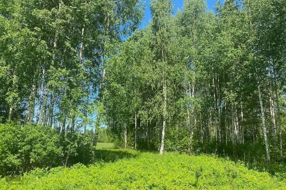Maatulundusmaa, 51200 m² Maa  -  Türi vald, Jändja küla - foto 3