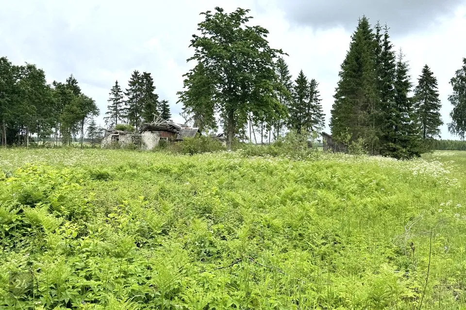 Maatulundusmaa, 25469 m² Maa  -  Rapla vald, Seli-Nurme küla