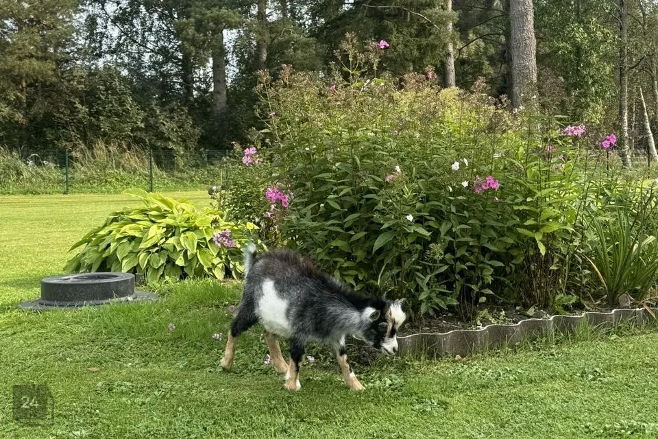 4-toaline Maja - Kuusalu vald, Tammispea küla