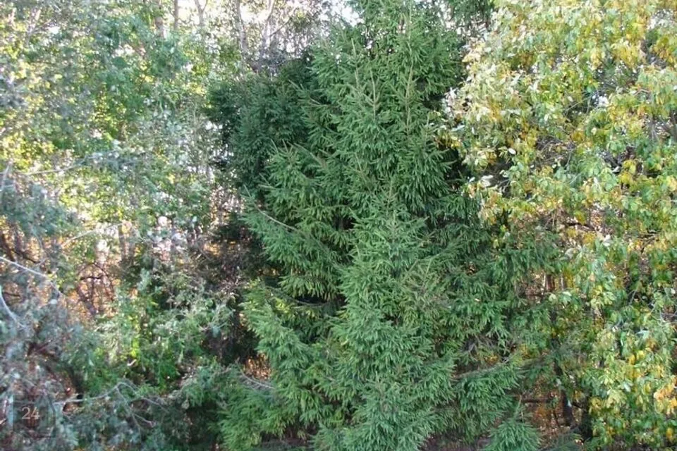 13798 m² Maa - Saue vald, Hüüru küla - foto 4