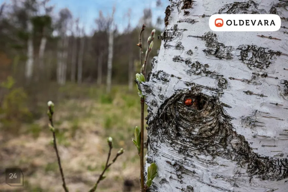 Elamumaa, 1504 m² Maa - Saue vald, Aila küla - foto 4