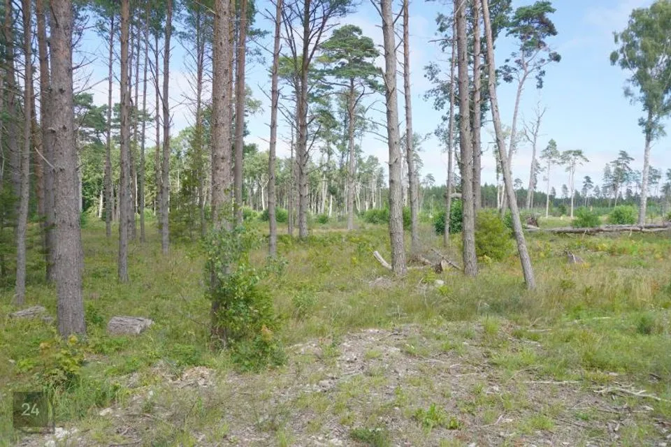 Maatulundusmaa, 32000 m² Maa  -  Hiiumaa vald, Kalana küla - foto 5