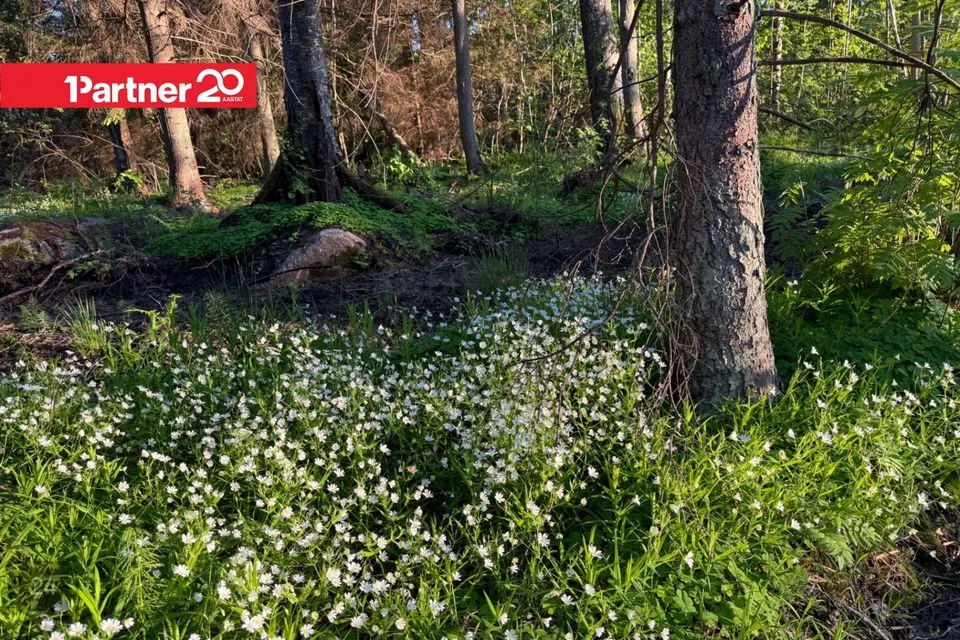 Elamumaa, 4000 m² Maa - Harku vald, Suurupi küla - foto 5