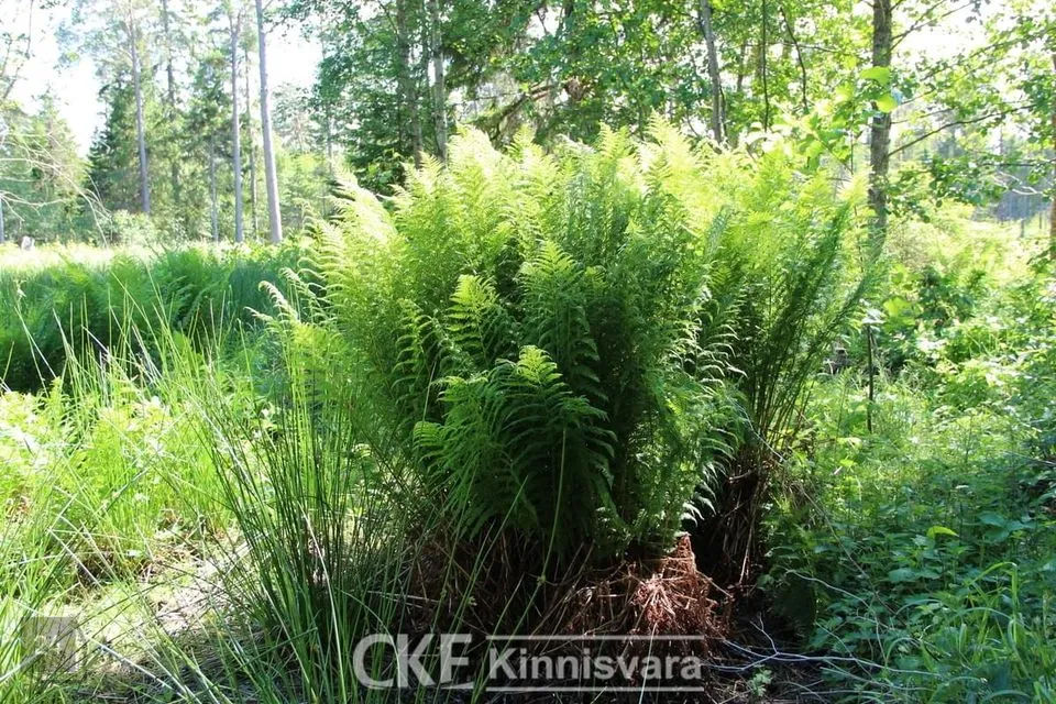 Maatulundusmaa, 15000 m² Maa - Kihelkonna vald, Tagamõisa küla - foto 5