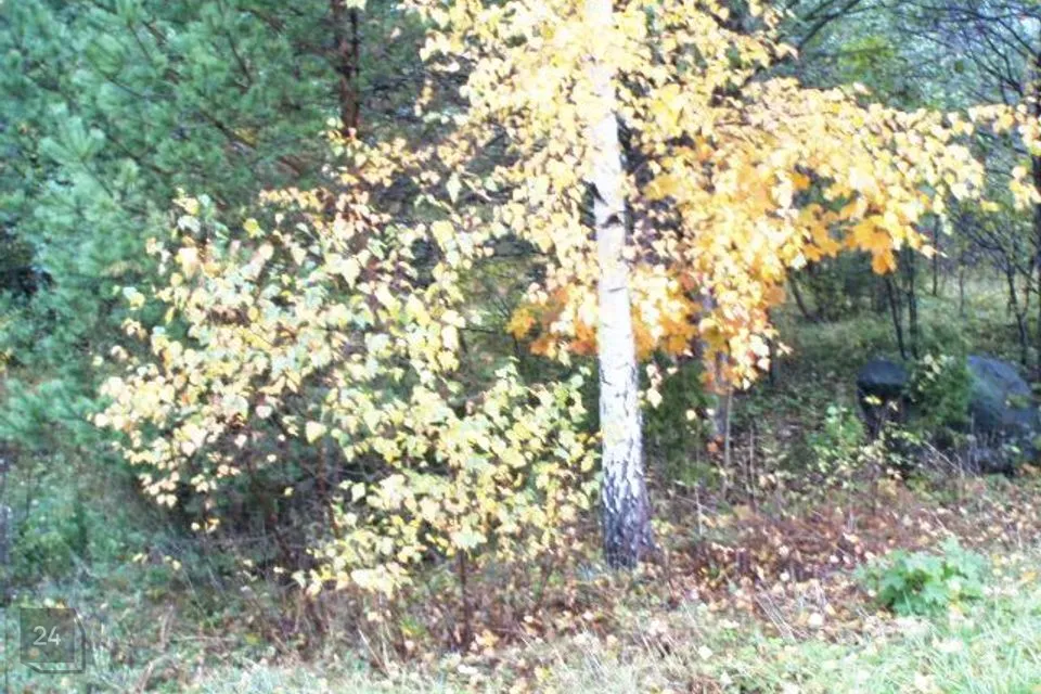 Elamumaa, 3908 m² Maa  -  Hiiumaa vald, Suuresadama küla - foto 2