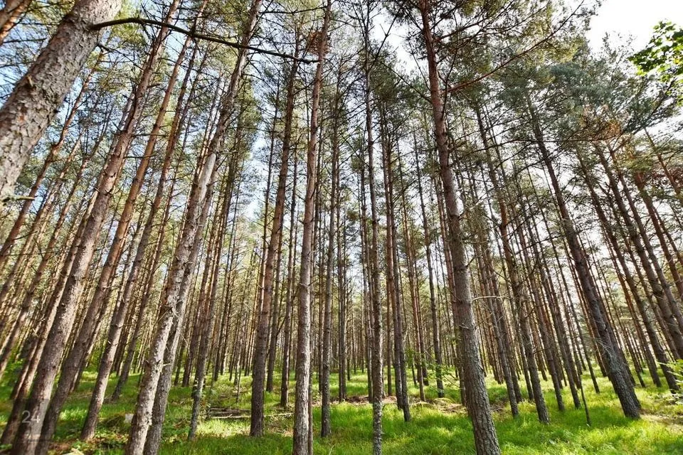 Maatulundusmaa, 38300 m² Maa  -  Muhu vald, Viira küla