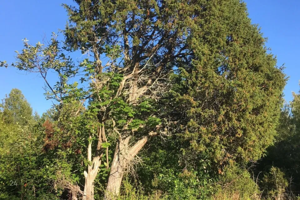 Maatulundusmaa, 22100 m² Maa  -  Saaremaa vald, Ridala küla - foto 4