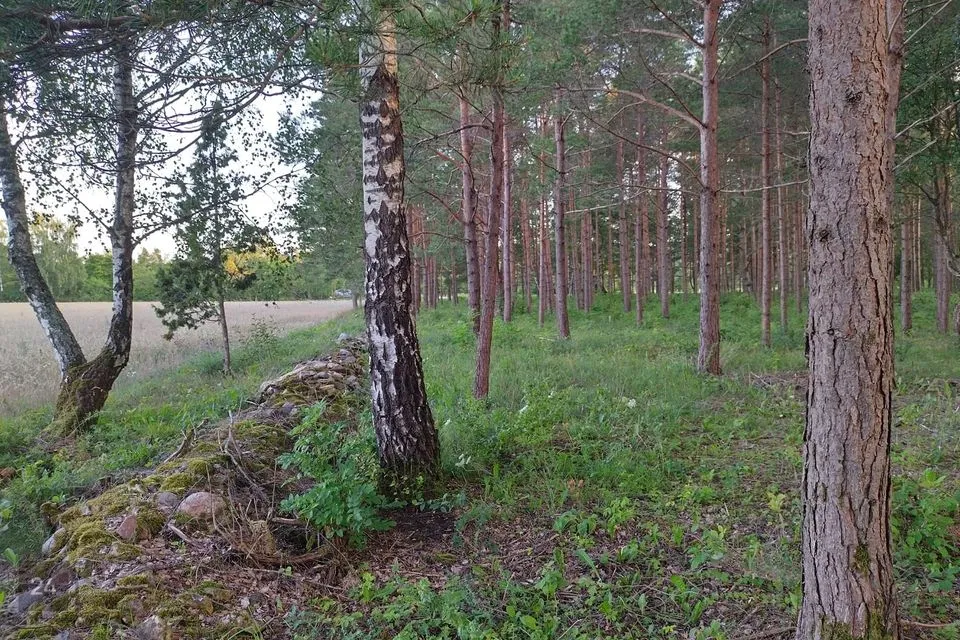 Maatulundusmaa, 16821 m² Maa  -  Saaremaa vald, Kõrkvere küla - foto 3