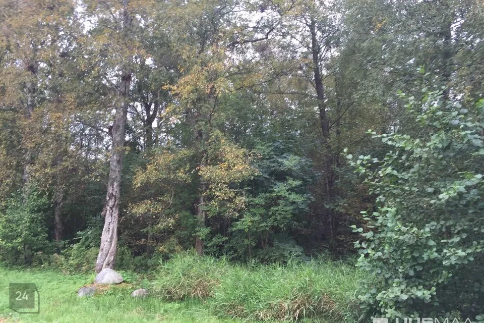 Maatulundusmaa, 12014 m² Maa - Viimsi vald, Tammneeme küla - foto 2